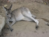 kangaroo Nowra park (7).jpg
